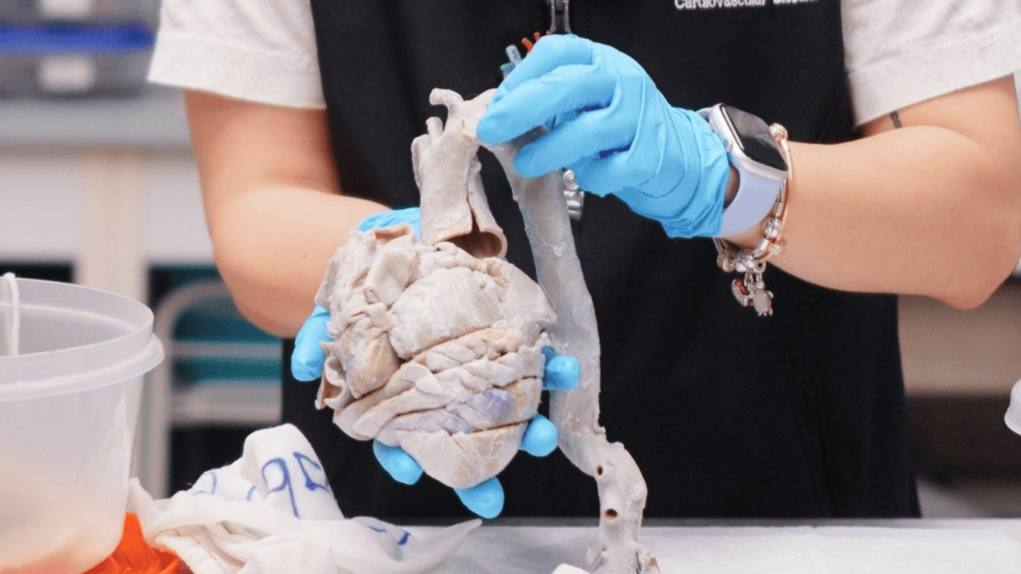 Scientist holding human heart