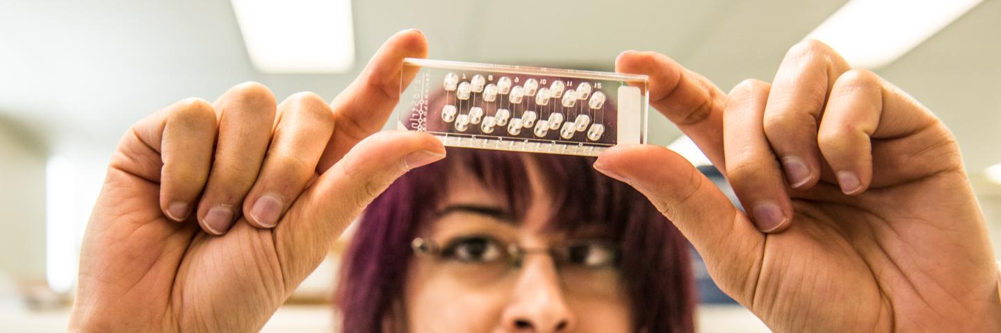 A researcher examines a glass slide